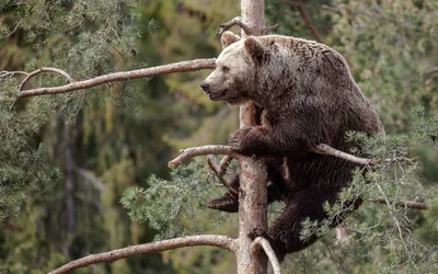Медведь на дереве фото фото