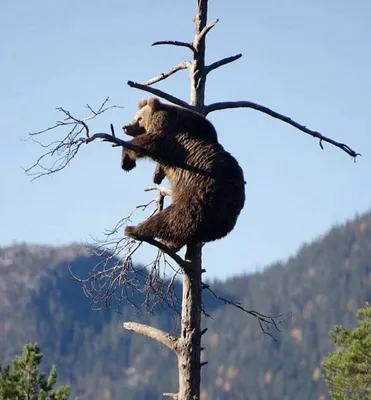 Как быстро медведь может залезть и слезть с дерева!? | Большой улов | Дзен