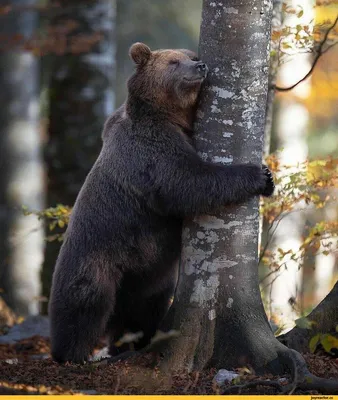 Бурый Медведь Залез Дерево Медведь Дереве стоковое фото ©erikmandre  411464472