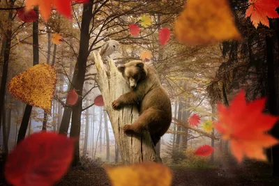 бурый медведь на дереве стоковое изображение. изображение насчитывающей  развилки - 227174633