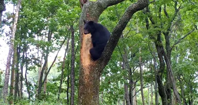 Фото Медведь сидит на дереве