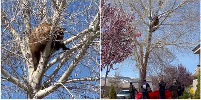 В Приморье медведь-кладоискатель нашел на дереве сладкое сокровище -  «Экология России»