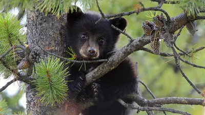 Онлайн пазл «Медведь на дереве»