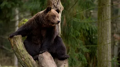 Бурый медведь на дереве стоковое фото. изображение насчитывающей ворсисто -  39322498