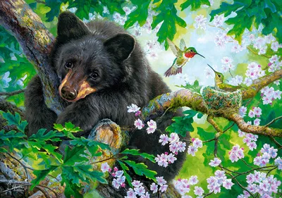 Фото Бурые Медведи медведь на дереве Животные