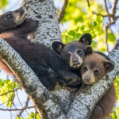 Кали Забавный черный медведь дремлет, болтающийся на дереве. Статуэтка в  саду. Скульптура на открытом воздухе. – лучшие товары в онлайн-магазине  Джум Гик