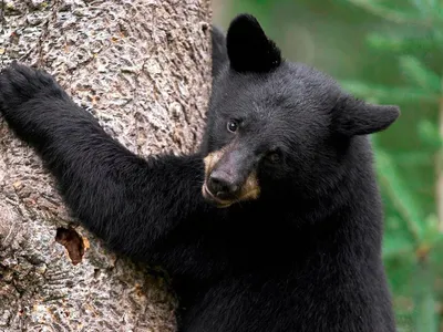 Смешной мультяшный медведь с топором , несет срубленное дерево Stock Vector  | Adobe Stock