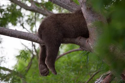 Медведь замечен на дереве в окрестностях восточного Ванкувера (ВИДЕО)