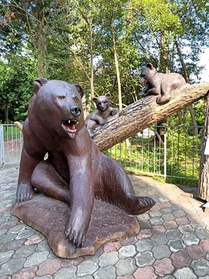 Медведь сидит на дереве - обои для рабочего стола, картинки, фото
