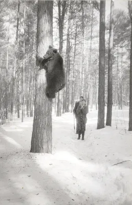 Медведь на дереве (80 фото) - 80 фото