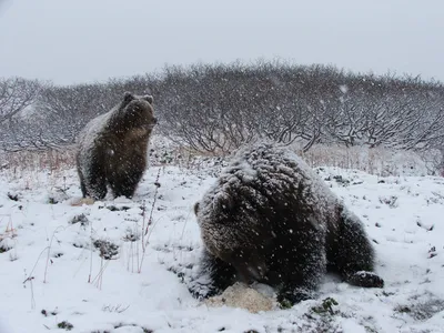 Пазлы Медведь на дереве на 200 деталей (ID#1663263430), цена: 230 ₴, купить  на Prom.ua