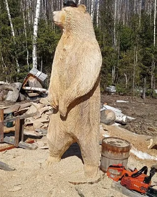 Спасателям пришлось снимать женщин с дерева, куда их загнал медведь ▸  Amur.Life