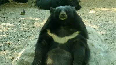 Бурый медведь сидит на дереве» — создано в Шедевруме