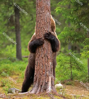 Скачать обои дерево, медведи, на дереве, медвежата, троица разрешение  1024x1024 #193054
