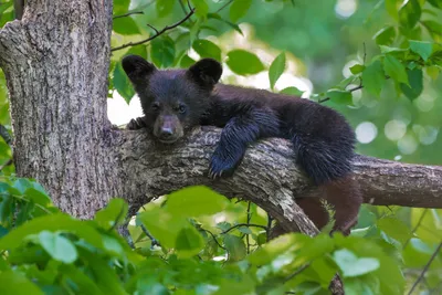 Фото Спящий на дереве медведь свесил задние лапы с ветки