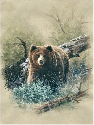 Если на дереве медведь... | Пикабу