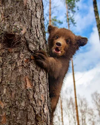 Панно Медведь резное из дерева купить в магазине Три Путника
