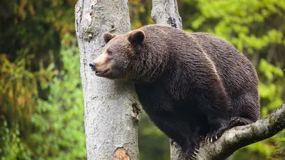 Черный Медведь В Дерево Нести - Бесплатное фото на Pixabay - Pixabay