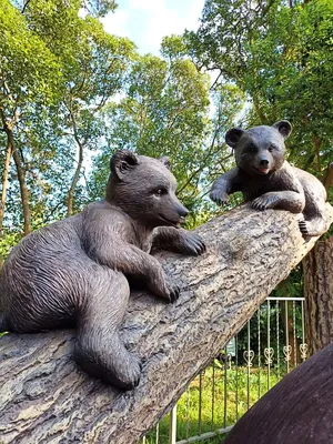 Гималайские медведи живут в дупле на дереве | С миру по шерстинке | Дзен