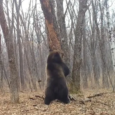 Медведи на дереве картина - 69 фото