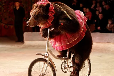 Медведь на велосипеде фото фото