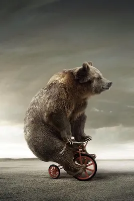 Медведь на велосипеде | Animals beautiful, Bike, Brown bear