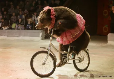 Раскраска Медведь и Маша на велосипеде | Раскраски из мультфильма Маша и  Медведь