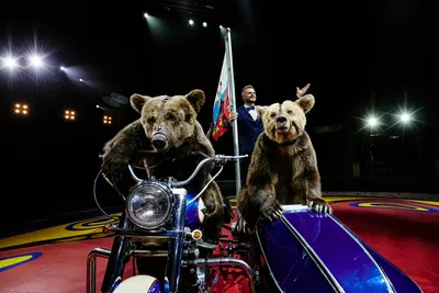 Медведи на велосипеде и мопеде: во Владивосток приехал \"Цирк Филатовых\" -  PrimaMedia.ru