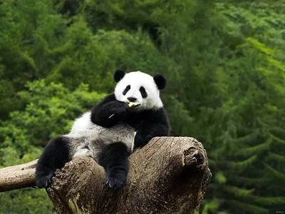 Малая панда – это енот или медведь? - Животное панда: энциклопедия, все про  панду!