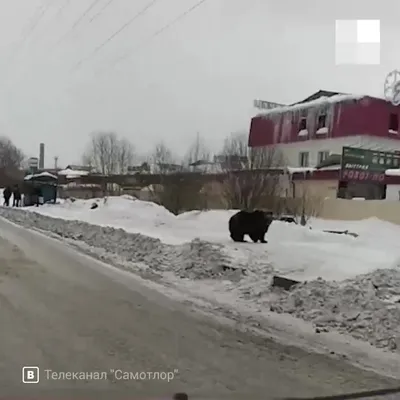 Он его грызёт!» В соседней Якутии медведь разорвал двух  вахтовиков-бурильщиков (видео) ▸ Amur.Life