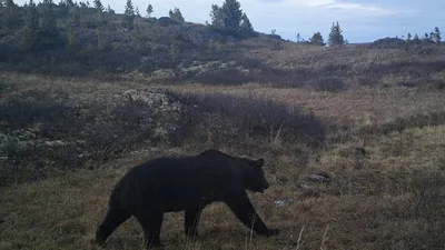 В Нижневартовске медведь выбежал в город и напал на человека 17 марта 2021:  видео — СЕО - 17 марта 2021 - 72.ru