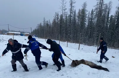 В национальном парке «Ергаки» показали фото убитого медведя-людоеда - 22  июня 2021 - НГС24