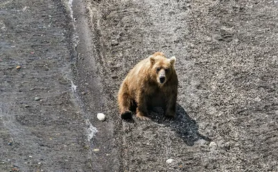 Медведь напал на двоих мужчин в Ленском районе Якутии — ЯСИА