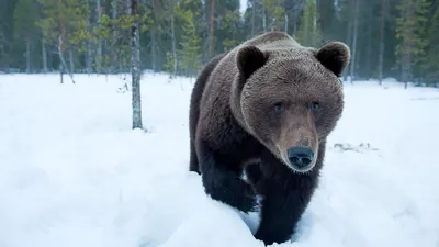 Медведь шатун фото фото