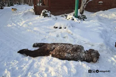 Медведь-шатун на Камчатке задрал собак в питомнике — ЯДВ: служба новостей