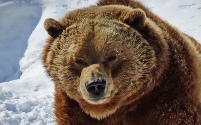 Медведь-шатун бродит в окрестностях Кандалакши — Мурманский вестник -  #141742