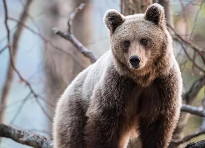 Медведь-шатун отстрелян в Усть-Камчатском районе