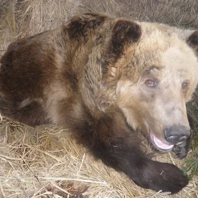 Медведь-шатун забрел во двор многодетной семьи в Усть-Майском районе Якутии  — Yakutia-daily.ru