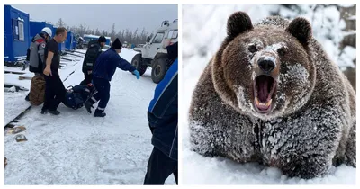 Разбил окно и залез в дом: медведь-шатун загрыз жителя поселка на севере  Иркутской области - KP.RU