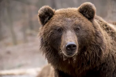 Огромного медведя-шатуна застрелили на мусорном полигоне (видео) ▸ Amur.Life