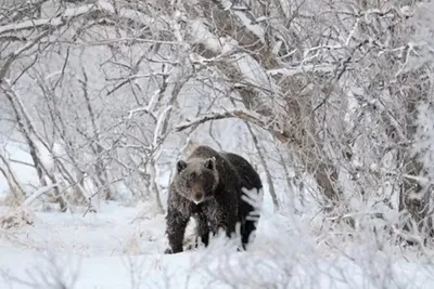 Медведь - шатун, вылез из зимней …» — создано в Шедевруме