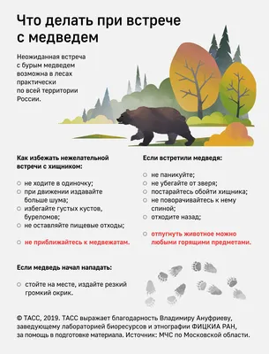 Медведь шатун вышел к деревне в Тверской области | официальный сайт  «Тверские ведомости»