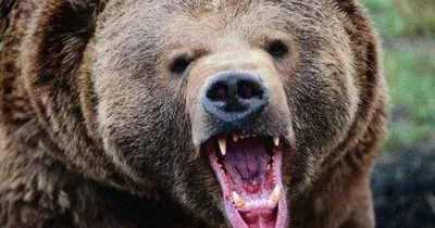 На Аляске медведь-шатун укусил женщину в туалете - газета «Кафа» новости  Феодосии и Крыма