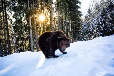 У границы Витебской области в Березинском заповеднике бродит медведь-шатун