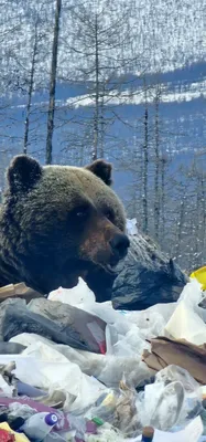 Нападения медведя-шатуна на зимовье: тактика обречённого зверя | В когтях у  хищника | Дзен