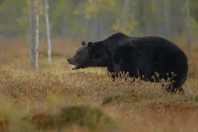 В Якутии медведь-шатун вышел на свалку рядом с поселком Усть-Нера. Фото и  видео — ЯСИА