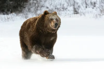 Власти приказали убить медведя-шатуна, гуляющего возле Новосибирска - Новая  Сибирь online