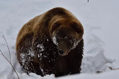 Чаяндинский медведь-шатун: Грозит ли охотнику штраф за его отстрел? |  30.11.2023 | Якутск - БезФормата