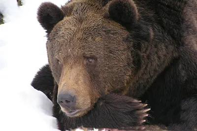 Медведь-шатун напугал жителей на севере в Бурятии | ОБЩЕСТВО | АиФ Бурятия