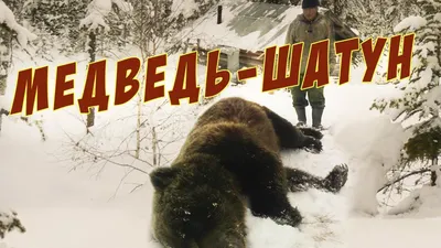 Медведь-шатун устроил сюрприз сотрудникам заповедника - «Экология России»